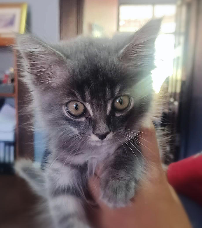 Pio, our new pet and family member Pio the kitten, our new family member