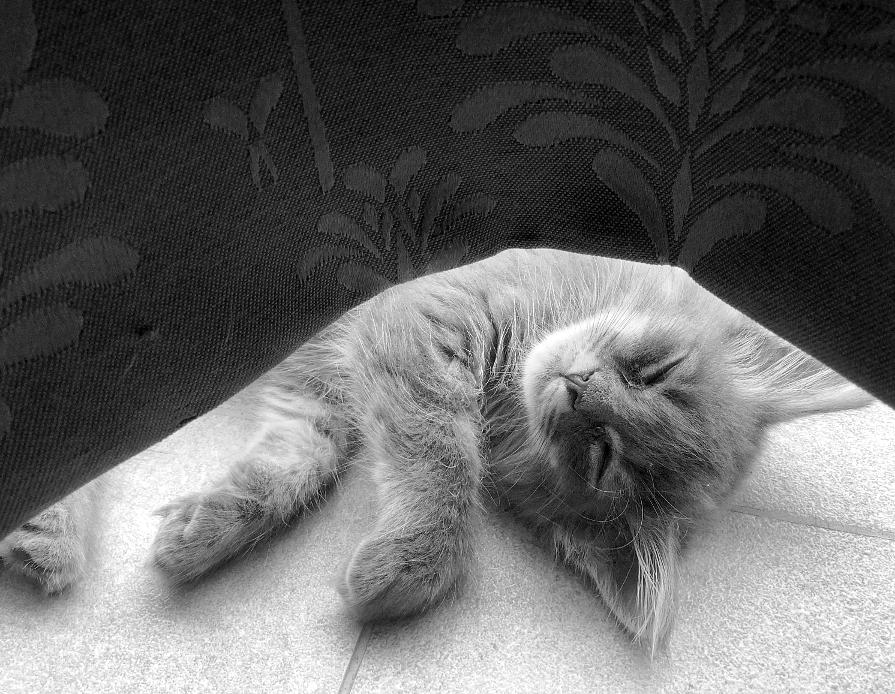 Pio is having a nap next to the window Pio sleeping next to the balcony