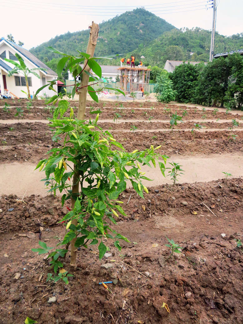 En chiliplanta från vår lilla odling En planta med thailändska chilifrukter